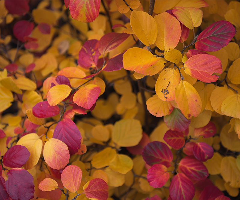 Herbst 3 800x667